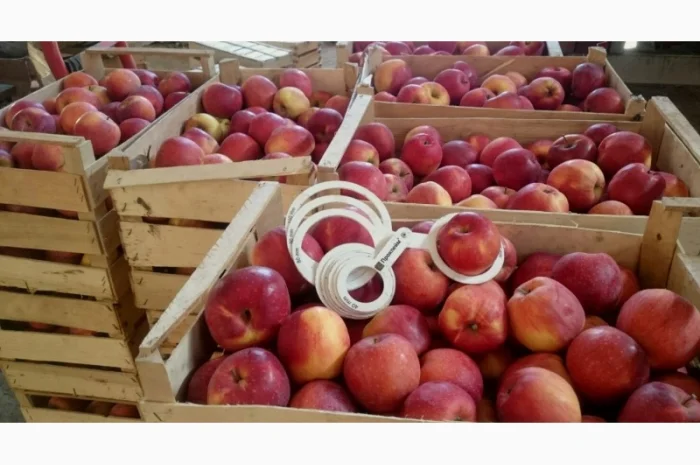 ЯБЛУКА зимових сортів реалізовуємо ОПТОМ з холодильної камери Smart fresh- фото № 3