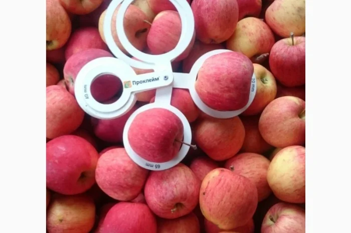 ЯБЛУКА зимових сортів реалізовуємо ОПТОМ з холодильної камери Smart fresh- фото № 6