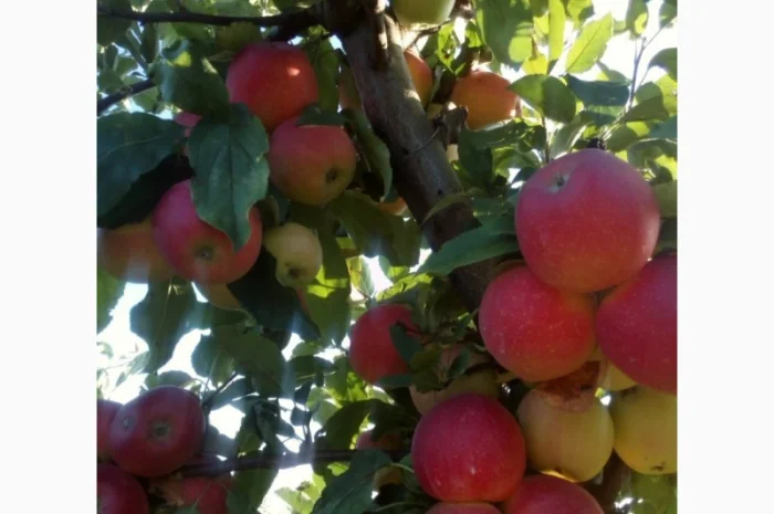 ЯБЛУКА зимових сортів реалізовуємо ОПТОМ з холодильної камери Smart fresh- фото № 7