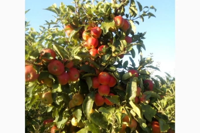 ЯБЛУКА зимових сортів реалізовуємо ОПТОМ з холодильної камери Smart fresh- фото № 8