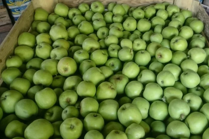 ЯБЛУКА зимових сортів реалізовуємо ОПТОМ з холодильної камери Smart fresh- фото № 9