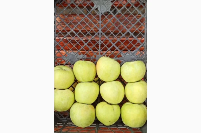 Яблука продаж Голден Делішес, Фуджі, Чемпіон.Лігол, Елізе, Симиренко- фото № 6