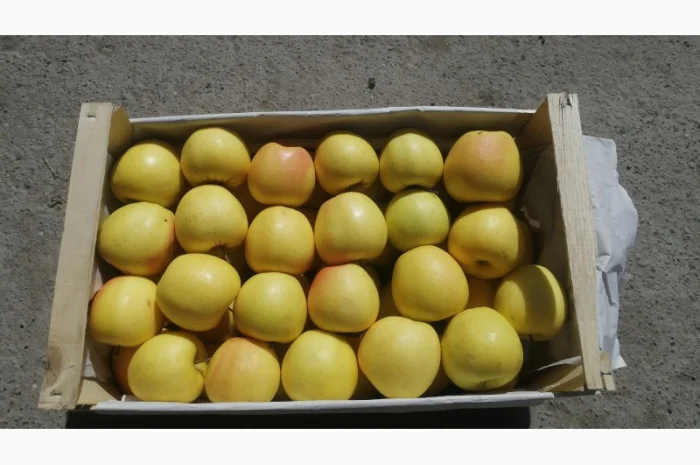 Яблука продаж Голден Делішес, Фуджі, Чемпіон.Лігол, Елізе, Симиренко- фото № 1