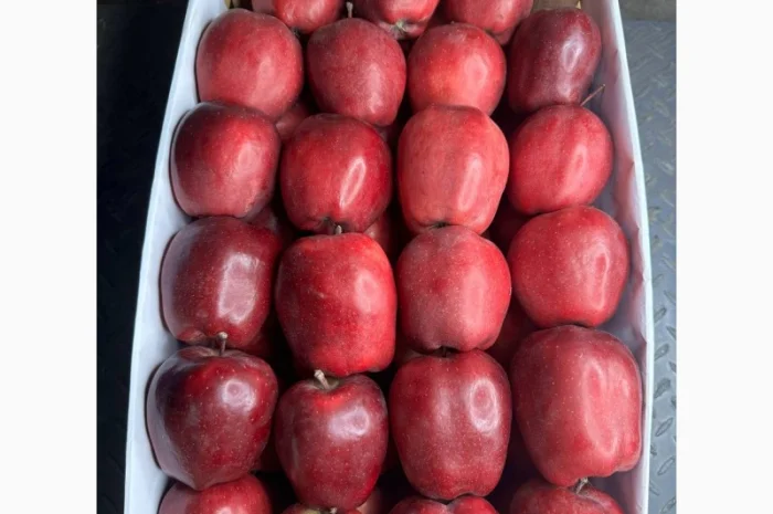 Продам яблука Фуджі. Ред Чіф. Джеромін.Голден- фото № 4