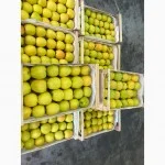 Продам яблука Фуджі. Ред Чіф. Джеромін.Голден- фото № 6