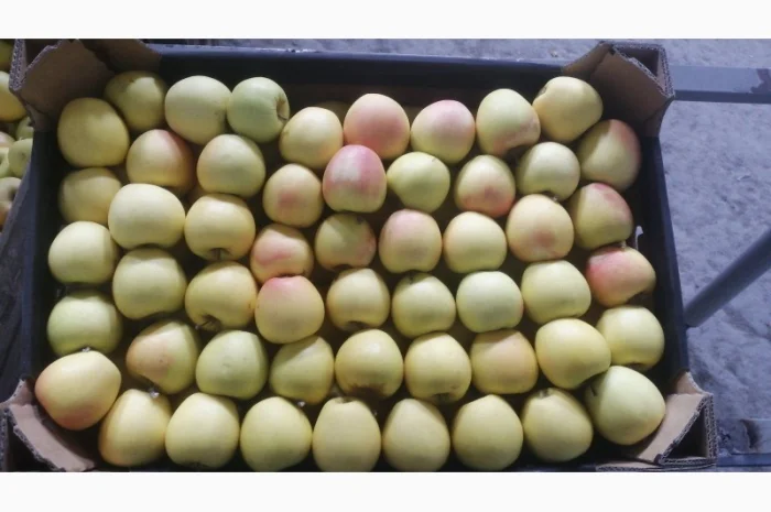 Яблука продаж Голден Делішес, Фуджі, Симиренко другий сорт- фото № 1