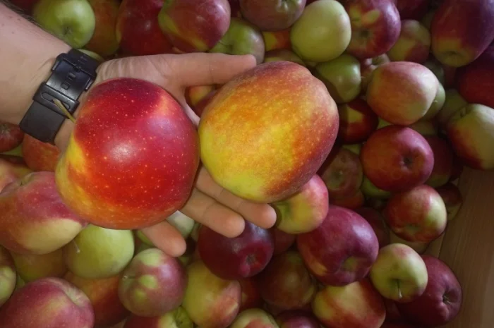 Продам яблука з холодильника. В наявності перший та другий гатунок- фото № 1