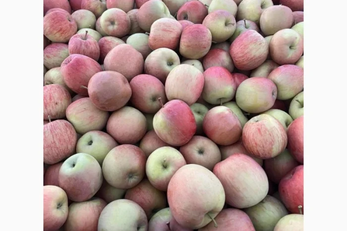 Продам Фуджи и другие сорта- фото № 1