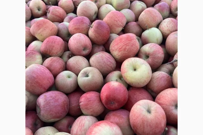 Продам Фуджи и другие сорта- фото № 2