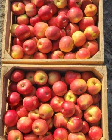 Оптовая продажа яблок сорта Симиренко- фото № 1
