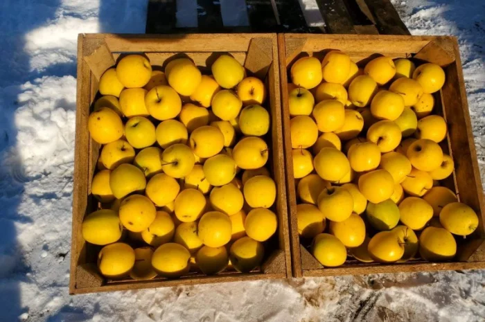 Продам Яблука гуртом: Гарантія Якості та Вигідних Умов- фото № 1