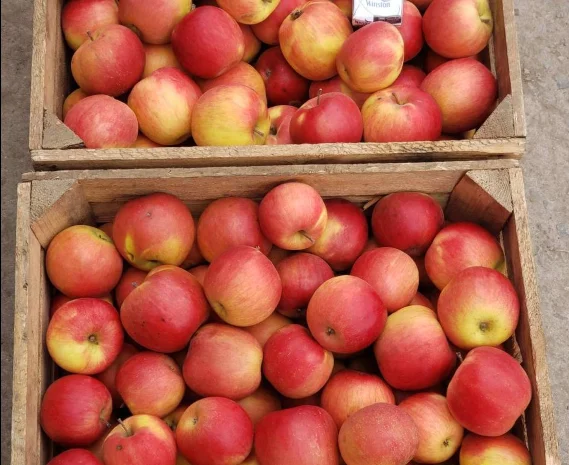Продажа яблок оптом: Гарантия качества и выгодные условия- фото № 1