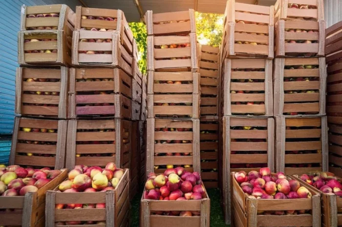 ТОВ "Агрофреш Груп" запрошує до співпраці постачальників яблук- фото № 1