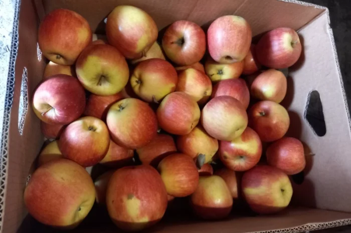 Товарне яблуко з власного саду- фото № 1