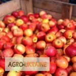 Покупаем яблоки разных сортов крупным оптом от производителей- фото № 2