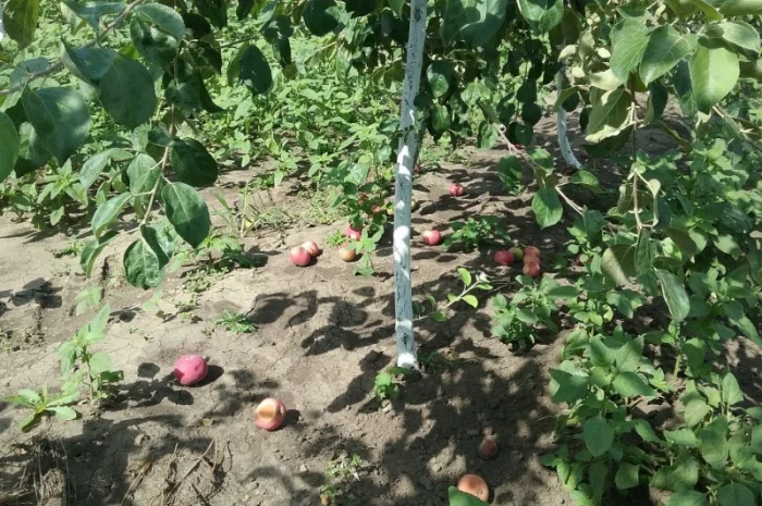 Куплю купимо яблоки на переработку, переробку, на сік, Закарпатская и др.области- фото № 1