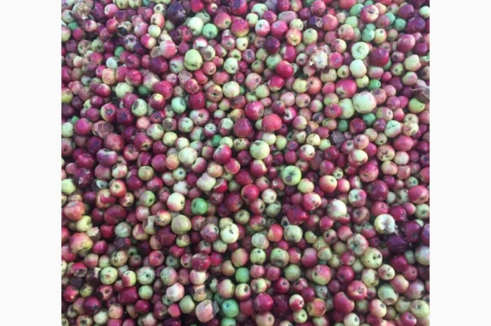 Куплю яблоки подбор соки- фото № 1