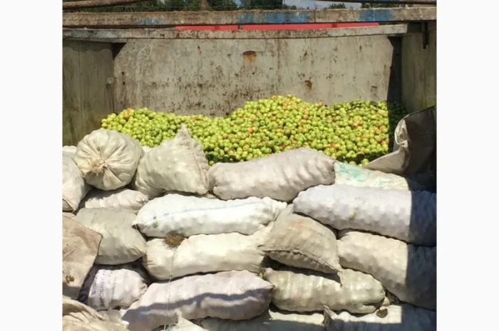 Купимо яблука на сік по Черниговской та інших областях- фото № 1