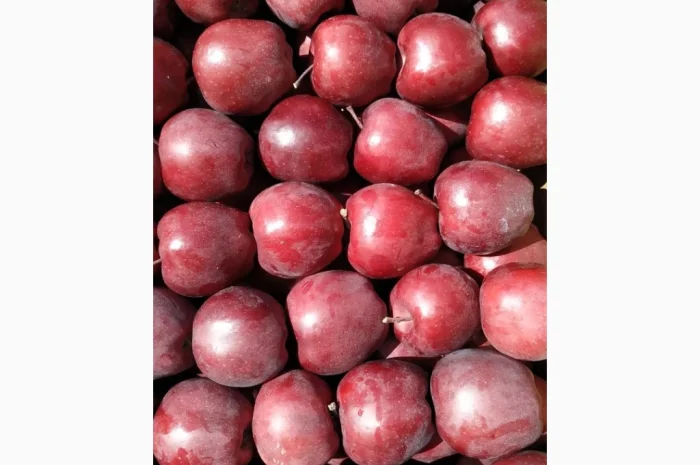 Яблука оптом з власного саду- фото № 2