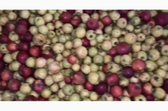 Продам яблука на сік. Опт від 20 тонн- фото № 1