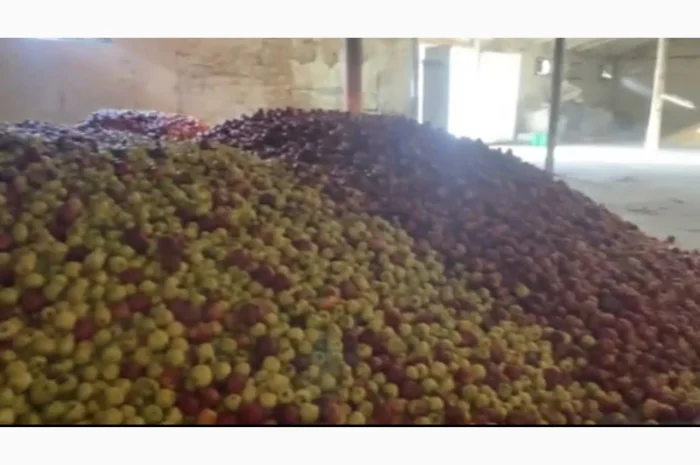 Продам яблука на сік. Опт від 20 тонн- фото № 2