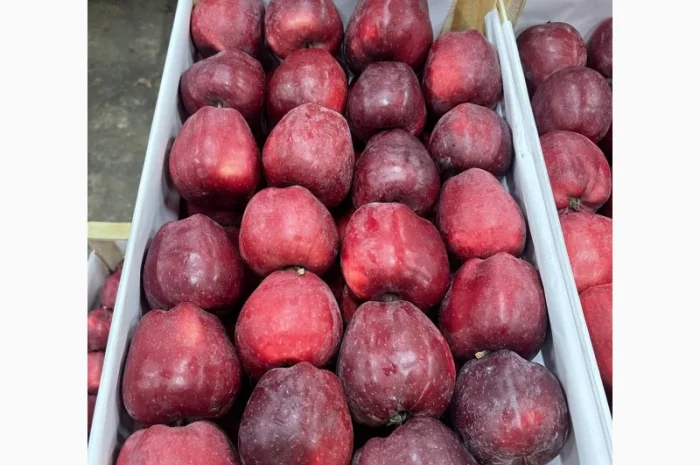 Продаются яблоки сорта Джерамін- фото № 4