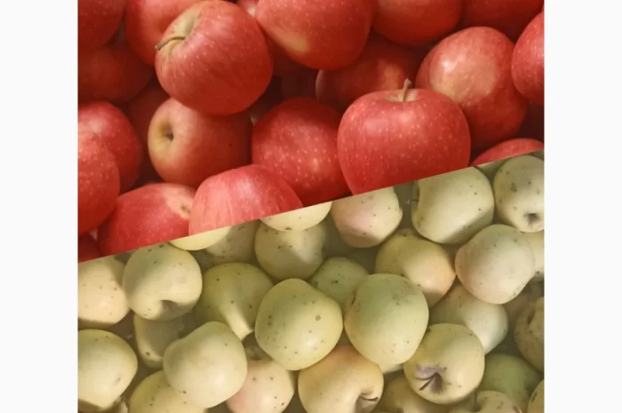 Продам яблука Пінова Голден- фото № 1