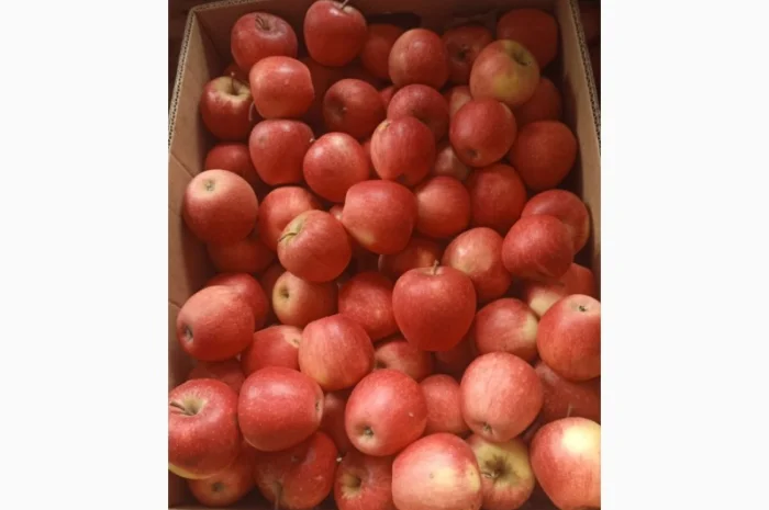 Продам яблука Пінова Голден- фото № 2