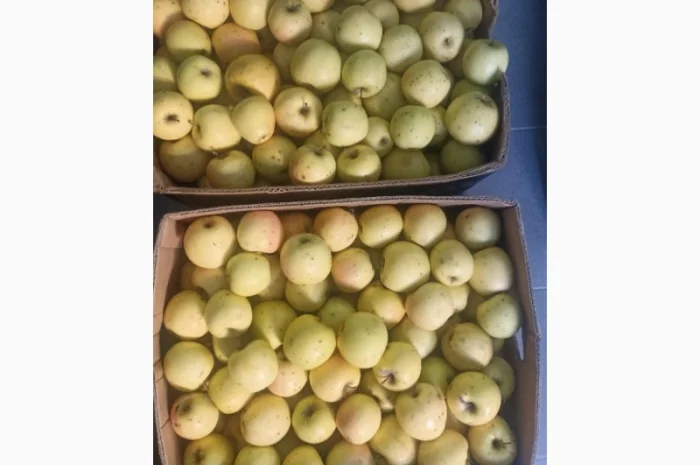 Продам яблука Пінова Голден- фото № 3