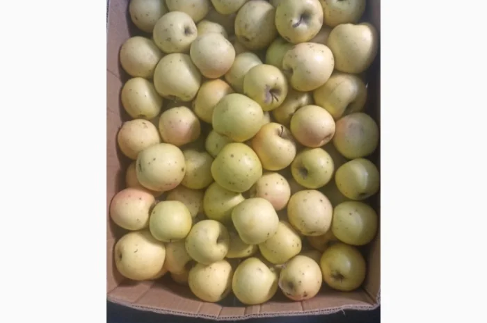 Продам яблука Пінова Голден- фото № 4