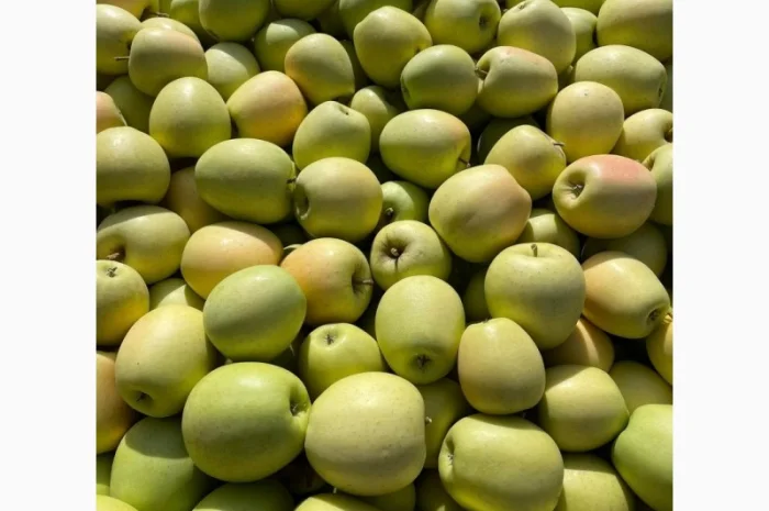 Продам яблука з (РГС) З Контроля Голдан, Чемпіон, Чорниц Принц, Семеренка- фото № 1