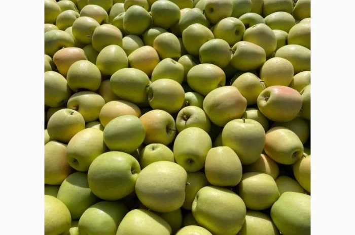 Продам яблука з (РГС) З Контроля Голдан, Чемпіон, Чорниц Принц, Семеренка- фото № 2