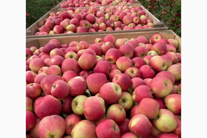 Продам яблука з (РГС) З Контроля Голдан, Чемпіон, Чорниц Принц, Семеренка- фото № 3