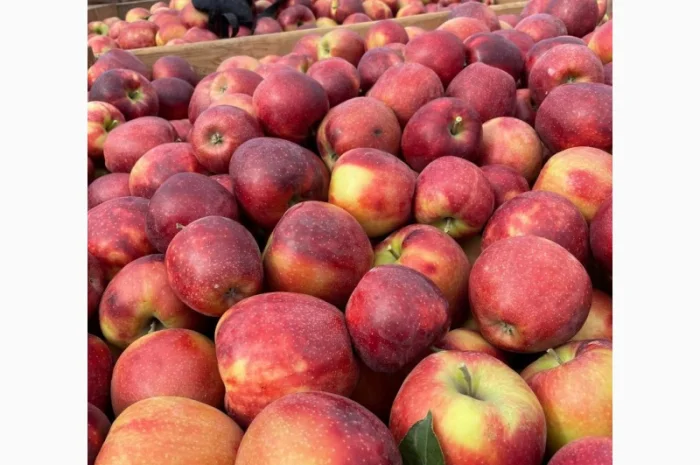 Продам яблука з (РГС) З Контроля Голдан, Чемпіон, Чорниц Принц, Семеренка- фото № 4