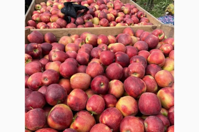 Продам яблука з (РГС) З Контроля Голдан, Чемпіон, Чорниц Принц, Семеренка- фото № 5