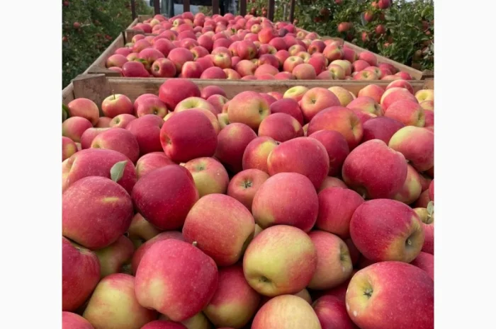 Продам яблука з (РГС) З Контроля Голдан, Чемпіон, Чорниц Принц, Семеренка- фото № 6