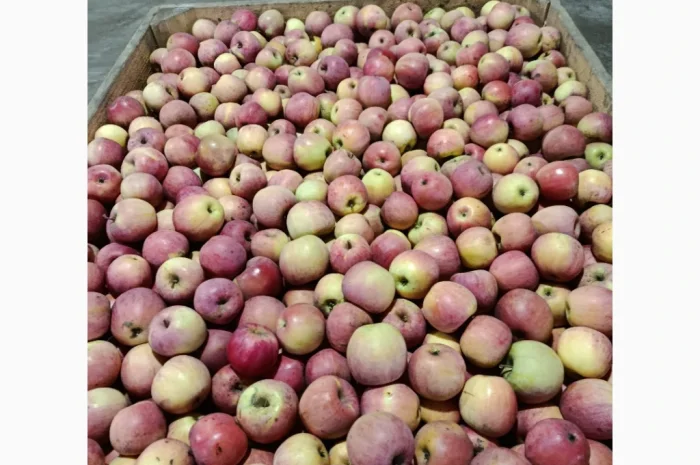 Продаются яблоки сорта Фуджі и Флоріна- фото № 1