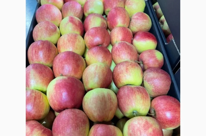 Продам яблоки несколько сортов с хранилищя. От производителя с 20 тонн- фото № 4