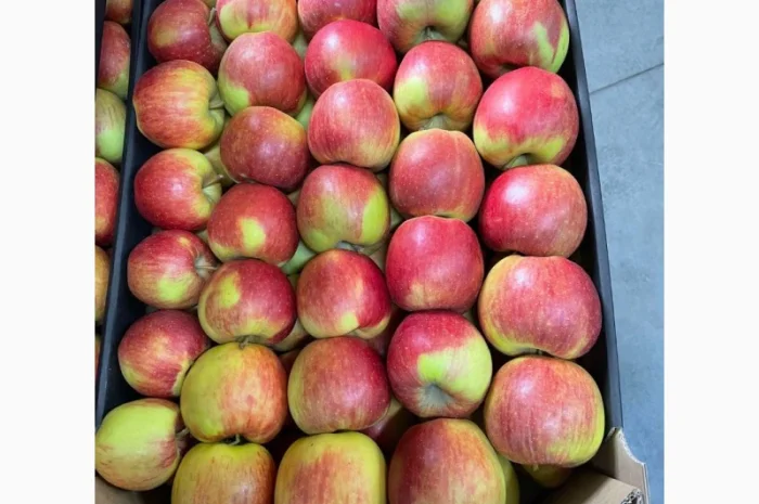 Продам яблоки несколько сортов с хранилищя. От производителя с 20 тонн- фото № 6