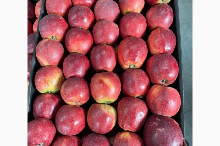 Продам яблоки несколько сортов с хранилищя. От производителя с 20 тонн- фото № 8