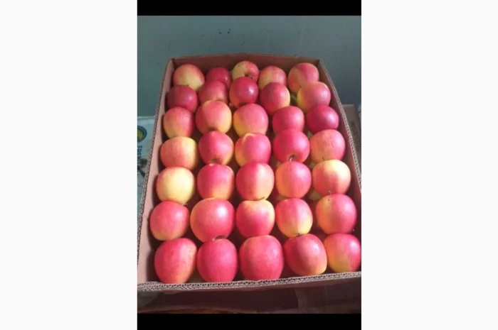 Продаются яблоки разных сортов- фото № 4