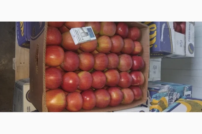 Продаются яблоки разных сортов- фото № 9