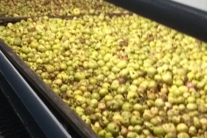 Яблоки переробка трушені на сік- фото № 1