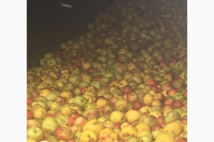 Яблоки на сік- фото № 1