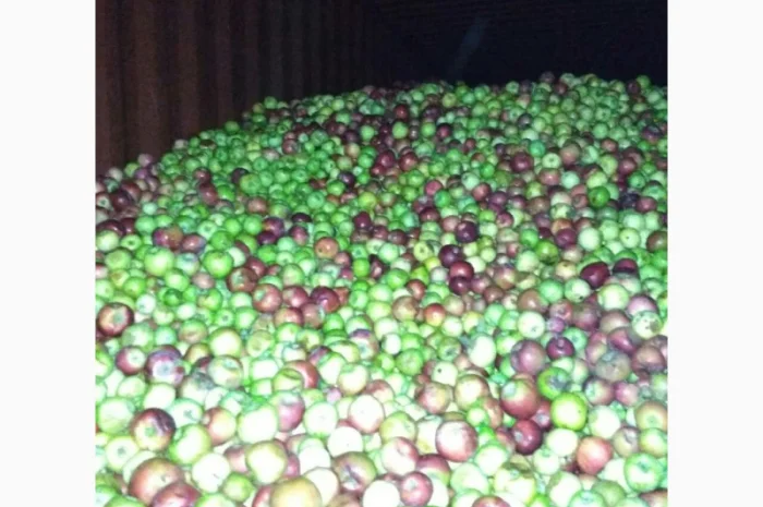 Купимо яблоки на переработку, на соки- фото № 1