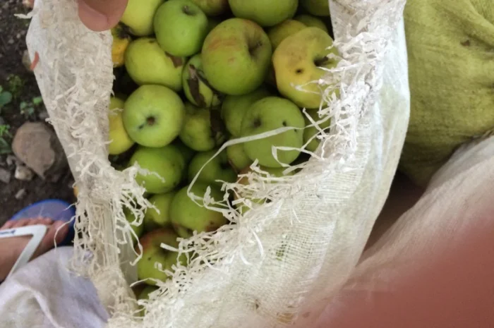 Купуємо яблука для соку від 5 тонн у Вінниці- фото № 1