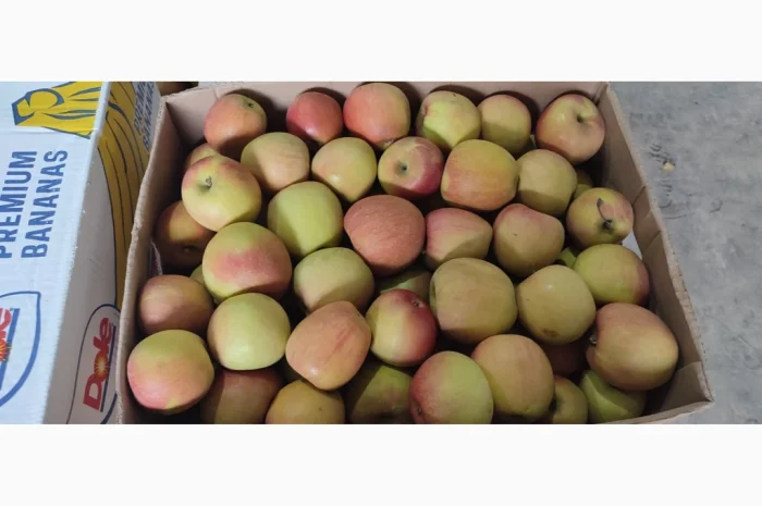 Продам яблоки Фуджи- фото № 3