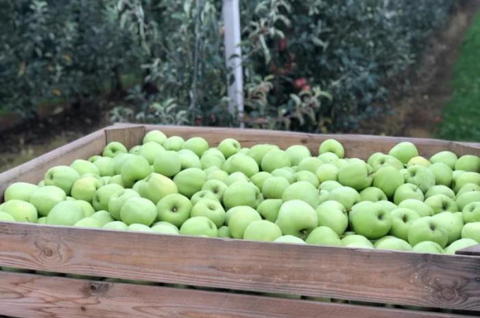 Купуємо яблука для переробки- фото № 2
