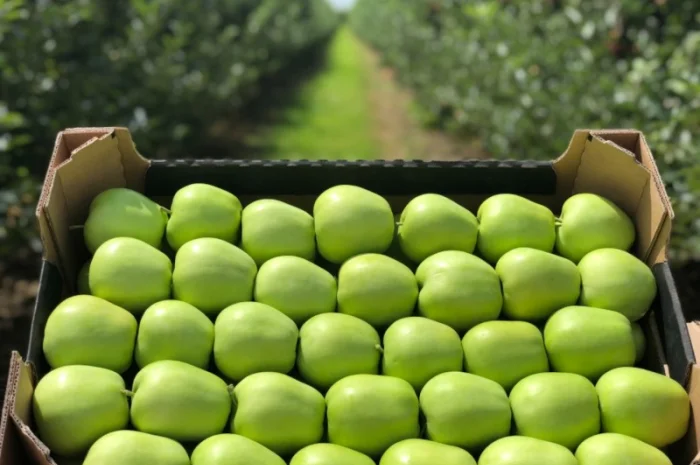 Есть покупатели яблок для переработки, для рынков и на экспорт от 10 тонн- фото № 3