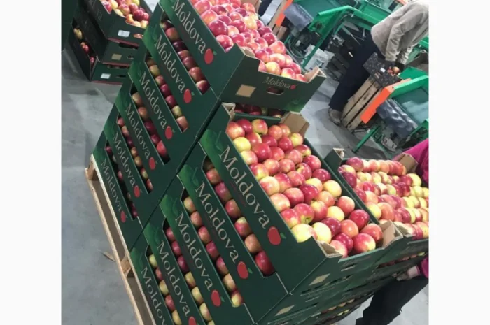 Пропонуються яблука від виробника, обсяг від 20 тонн- фото № 1